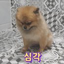 뎃판