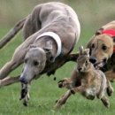 토끼사냥 이미지