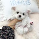 부산강아지분양 퍼피몰리 이미지