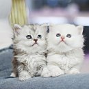 수원고양이분양 고사남 본점 이미지