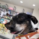 동물병원 닥터K 이미지