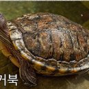 거북 이미지
