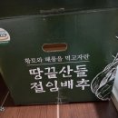 4차 김장김치 이미지