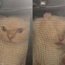 도그스타동물병원 이미지