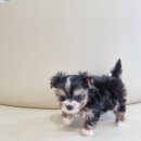 멍냥캉스 이미지