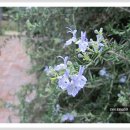 로즈마리 이미지