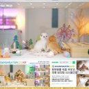 힐링캐터리 이미지