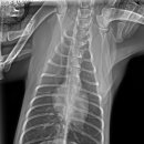 연성 동물병원 이미지