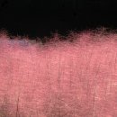뮬리Muhly