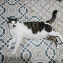 웅이네오돌뼈태안점 이미지