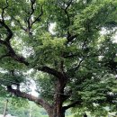 느티나무회관 이미지