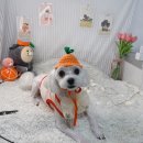 제주바개트 이미지