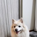 개나리공원4 이미지