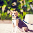 강아지집 이미지