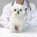 서산동물병원 이미지