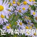 10월의 눈개쑥부쟁이 이미지