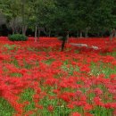 불갑사관광지 이미지