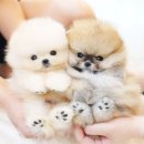 (주)야옹아멍멍해봐펫 분평점 | 서산강아지분양 두려움보다 행복