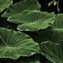 지에스25 월배삼정점 이미지