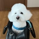 스카니아 3축 높이 질문드립니다. 이미지