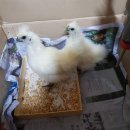 백봉아파트 이미지