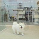 서울애견 미용실 이미지