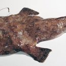 현대물텀벙이 이미지