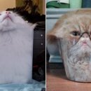 부동산 경공매 이미지