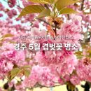 불국사 겹벚꽃 명소 경북 경주 5월 가볼만한곳 지금 안 가면 후회하는 봄 여행