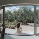 금등첨화 이미지