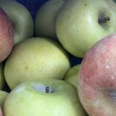 방가네 | [믿고 먹는 장성 방가네 사과]내돈내산 솔직후기 Feat. 웃긴 에피소드 ㅋㅋㅋㅋ