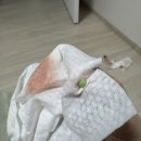 용인24시 아이온동물메디컬센터 이미지