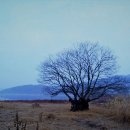 물버들마을 이미지