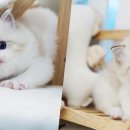 강남고양이분양 스타돌스 이미지