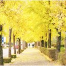 강원흥업(주) | 연세대 미래캠퍼스_ 강원도 원주 은행나무 명소 실시간