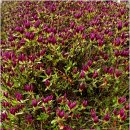 면목현대 이미지