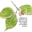피어나봄