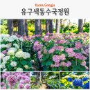 유구천변 | 공주 유구 수국 축제 D-10 개화 상황 공주 유구 색동 수국 정원 미리보기