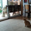 황금고양이 이미지