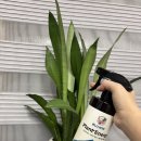 대유 | 대유 블루윈 플랜트에너지 사용 후기｜실내식물 키우기 필수 식물영양제 추천