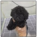 파평켄넬 이미지