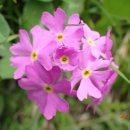 Dolomites Wildflowers(3) 이미지