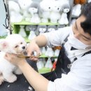 벨라루시애견미용학원 네이버블로그