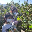 진안중앙초등학교 이미지