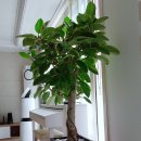 대풍농원 이미지