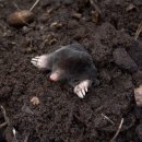정산가축병원 | 2025 학점은행제 반려동물관리사 되는 방법 총정리 [자격증/학위/취업]