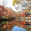 장성김밥 이미지