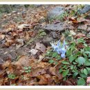 남도사계고운님 | 봄이 왔어요 - Spring is here!