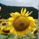해바라기카페 - 포천시 구절초로 18 | 해바라기카페