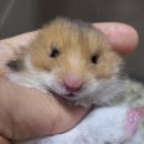 우진펫 이미지